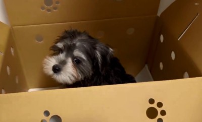 不安げな貂ちゃん