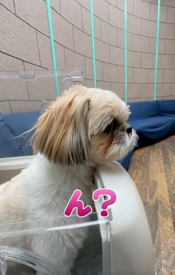 慎重に確認するココちゃん