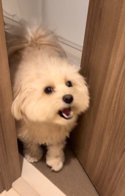 飼い主さんのトイレを覗くぽてとちゃん3