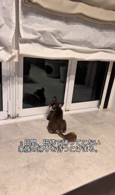 お兄ちゃんの帰りを待つこげまる君2