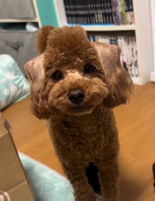 トリミングに行ってきたら…