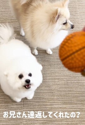 ボールを持ってきてあげたら…