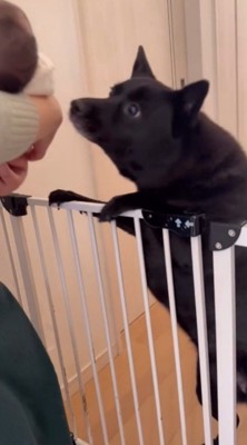 赤ちゃんの頭に鼻を近づける犬