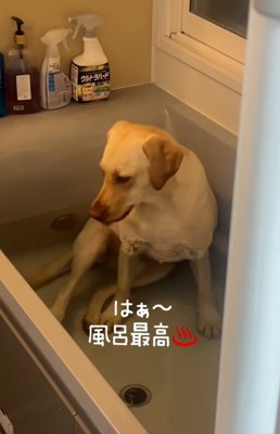 気持ちよさそうなひまわりちゃん