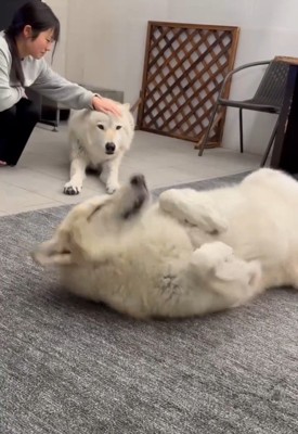 くしゃみするナオちゃん