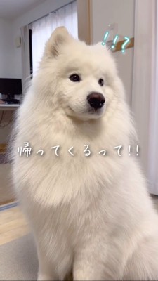 パパが帰ってくると聞いてハッとするサモエド