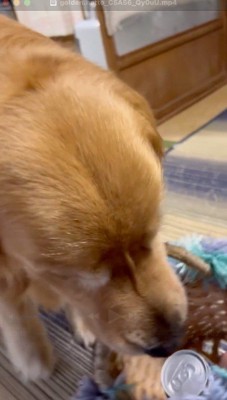 ビールの入ったカゴを男性に渡す犬