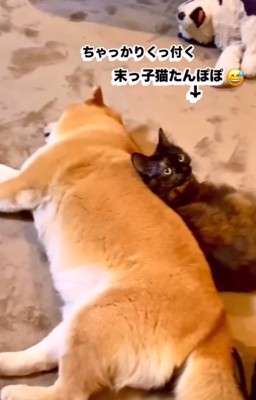 麦太郎くんとたんぽぽちゃん