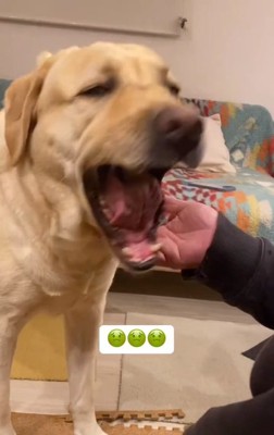 えずくらんらんちゃん1