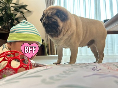 もち丸くんと赤ちゃんの日常3