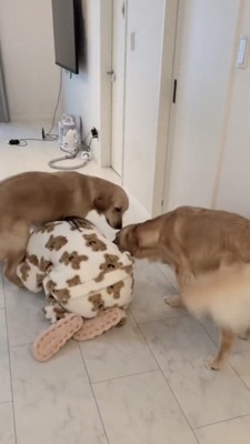 床にうずくまる女性に寄ってくるゴールデン2匹