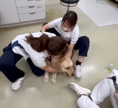 再び体勢を整えて診察に挑む様子