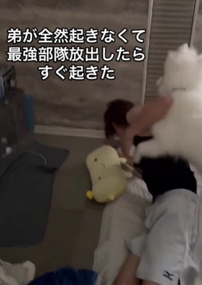 渋々起きた弟さん