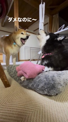 遠吠えする母犬を見つめる息子犬