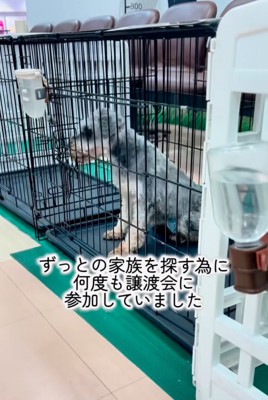ケージの中に入る犬