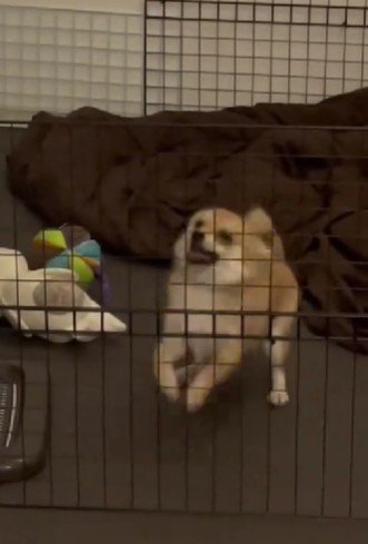 全力で催促するぱんちちゃん♡