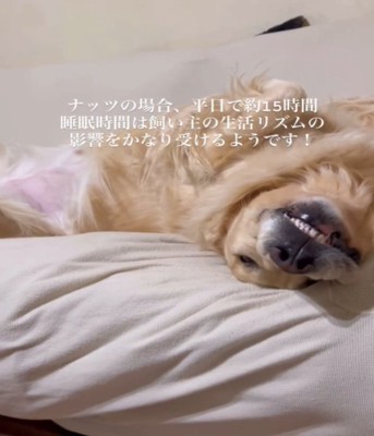 眠る犬