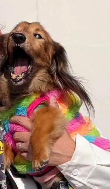 カラフルな服を着た犬