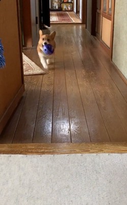 ボールを咥えているロイくん