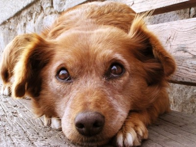 怯えた様子で伏せる犬