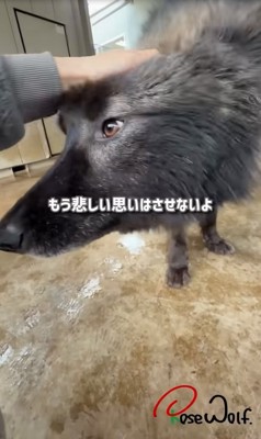 頭を差し出す犬