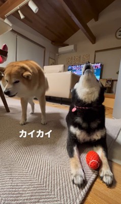 ボールを奪った陽ちゃんVS文句を言う春くん8