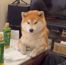 こたつに前脚をかけてうつむく柴犬