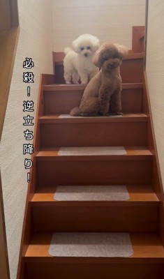 レオちゃんとハナちゃん