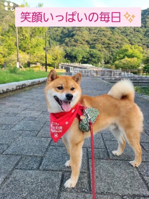 笑顔でお散歩中の柴犬