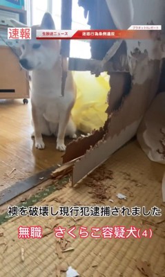 さくらこちゃんの現行犯逮捕2