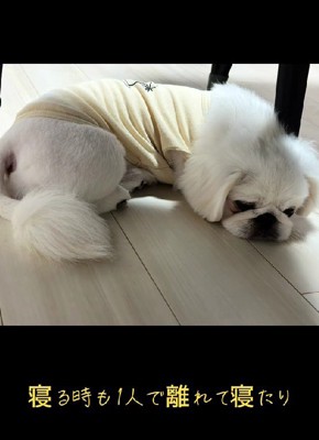 最初は一人で寝ていたのに…