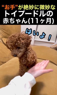 くぅちゃんの「おて」3