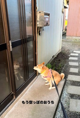 座ってじっと玄関を見つめる犬
