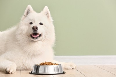 ドッグフードが入ったお皿の前で伏せる犬