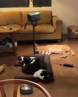 ネコさん増えてる…！！