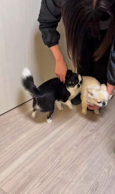 ママさん帰宅時のピノちゃん＆パルムちゃん9