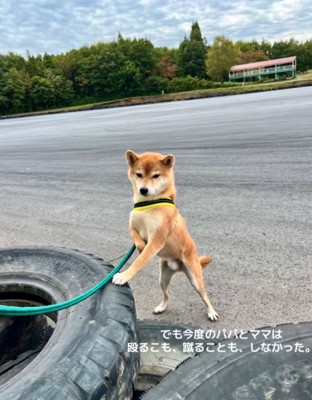 立ち上がる柴犬