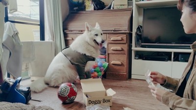 BJ くんに「お風呂入る？」と聞いたら7