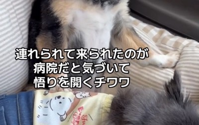 車内で寄りかかる犬と横になる犬