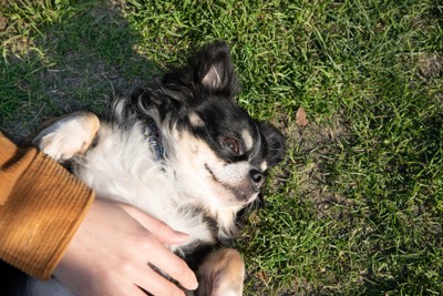 お腹を見せる犬