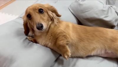 上目遣いで見つめる犬