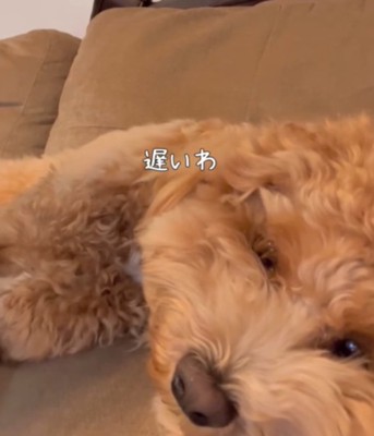 寝転がる犬2