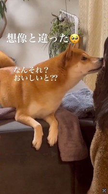 女の子に顔を寄せる犬