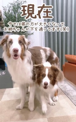 成長した犬の下を、くぐる姉犬