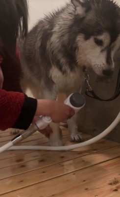 シャワーでキレイに