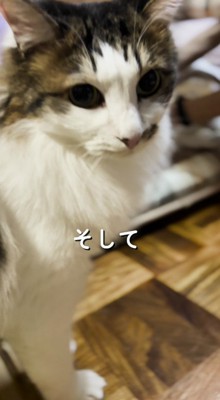 カメラをふり返る猫