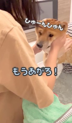 服を着て湯船に入る飼い主に抱っこされている濡れた柴犬