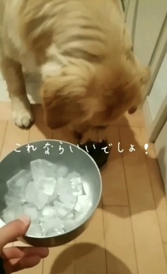 芋を口から離す犬