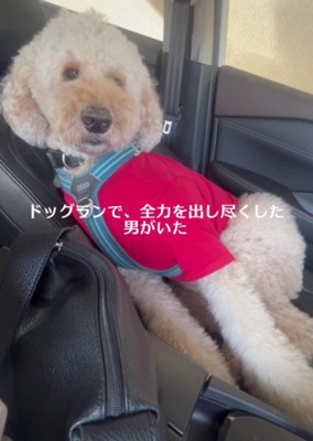 クタクタに疲れた大型犬