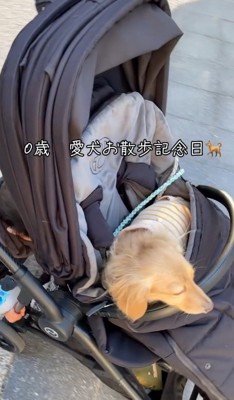 カートで散歩中のあむちゃん